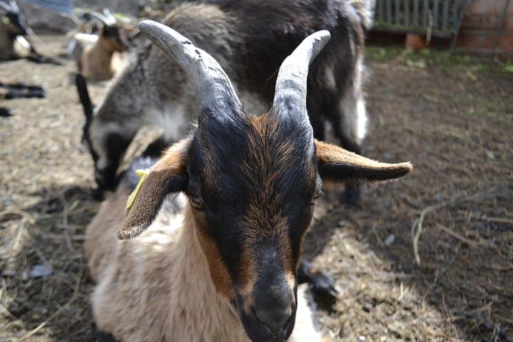Goats always show up at the national park!