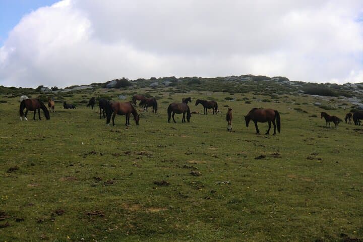 Friendly "garrano" horses