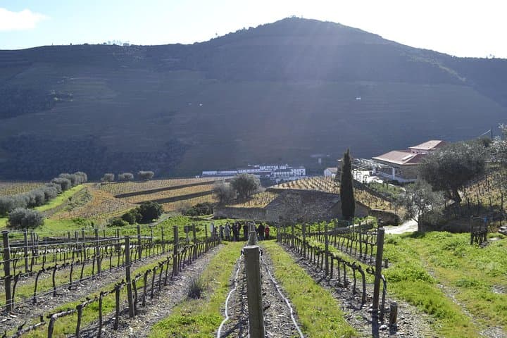 Vineyard Visit